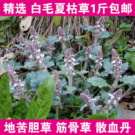 白毛夏枯草筋骨草1斤包邮 过冬青散血草新鲜晒干雪里青地苦胆苦草
