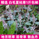 白毛夏枯草筋骨草1斤 包邮 过冬青散血草新鲜晒干雪里青地苦胆苦草