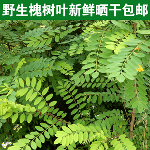 纯野生槐树叶250克包邮国槐树叶家槐枝中药材 洋槐树叶子干叶熬粥