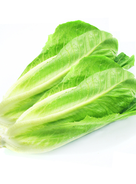 散叶罗马生菜500g 新鲜蔬菜绿叶生菜西餐沙拉食材配菜 满5件包邮