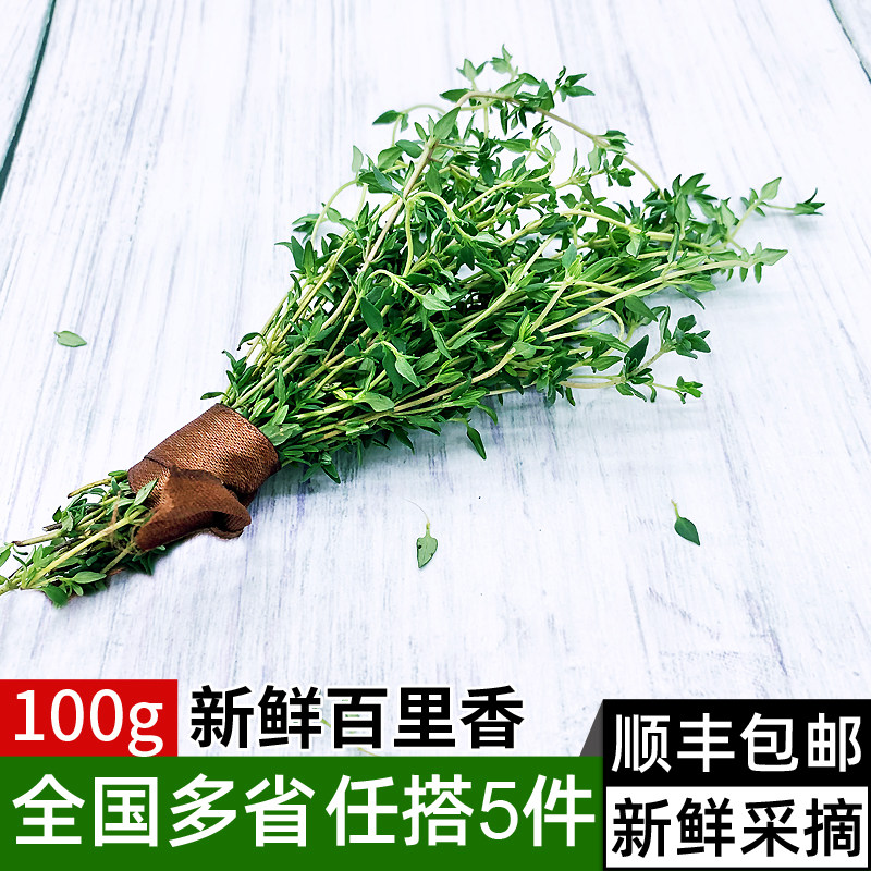 新鲜百里香100g 麝香草 山胡椒 新鲜香草叶香料西餐牛排调料配菜
