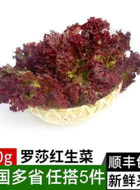新鲜罗莎红250g 红叶紫叶生菜西餐沙拉食材轻食蔬菜配菜满5件包邮