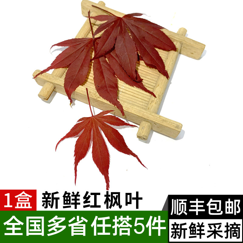 新鲜红枫叶30片/盒 枫树叶子 酒店西餐日料冷菜摆盘装饰
