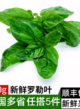 新鲜罗勒叶 西餐可食用香料欧罗青酱调料蔬菜 满5件包邮