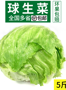 新鲜球生菜5斤 汉堡用西餐蔬菜沙拉食材结球形圆型西生菜顺丰包邮