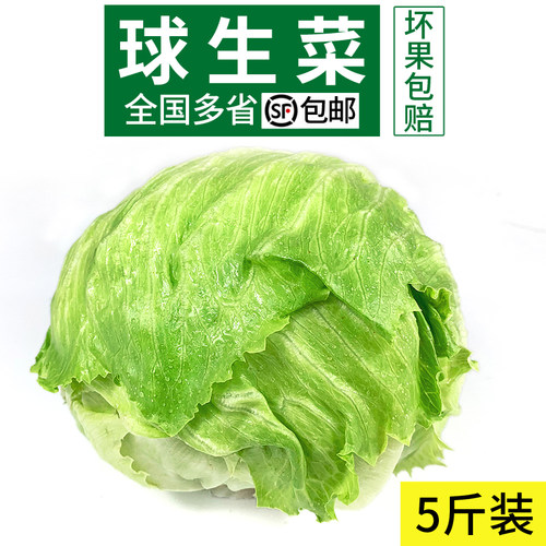 新鲜球生菜5斤 汉堡用西餐蔬菜沙拉食材结球形圆型西生菜顺丰包邮 - 封面