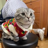 猫咪衣服冬季 东北大花袄英短银渐层幼小猫宠物加绒棉衣批发 新年装