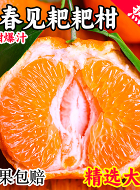 正宗四川春见耙耙柑现摘发货当季粑粑柑10斤大果丑桔橘子顺丰包邮