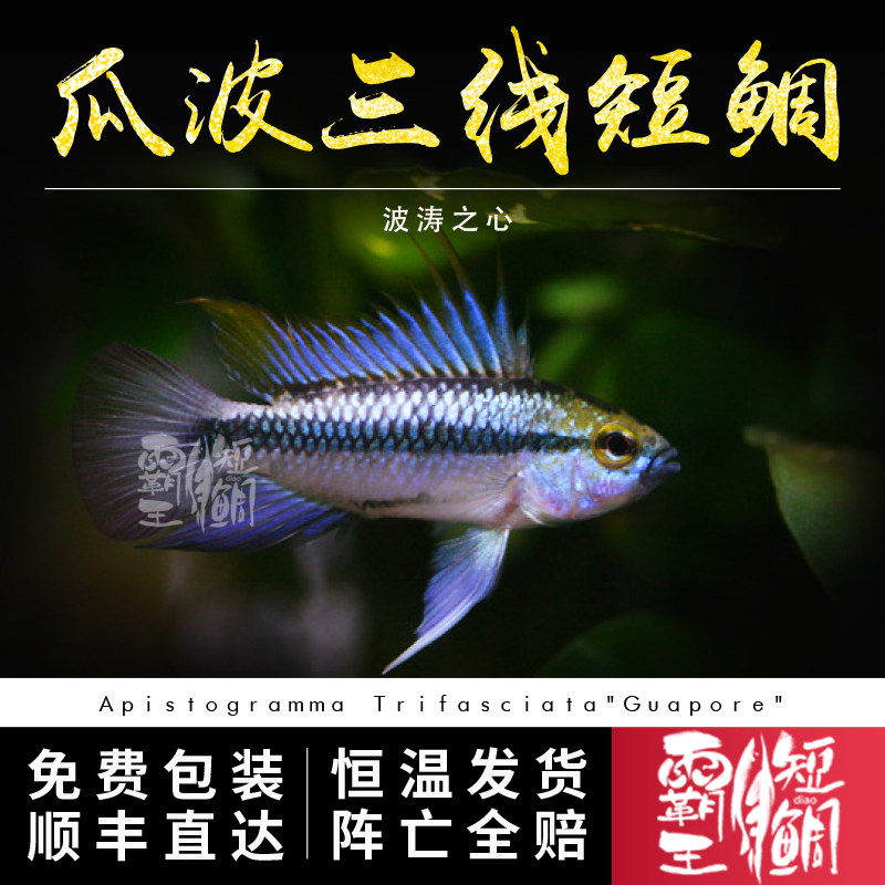 [霸王短鲷]瓜波三线短鲷 南美野生蓝三线短鲷 原生缸观赏鱼活体包