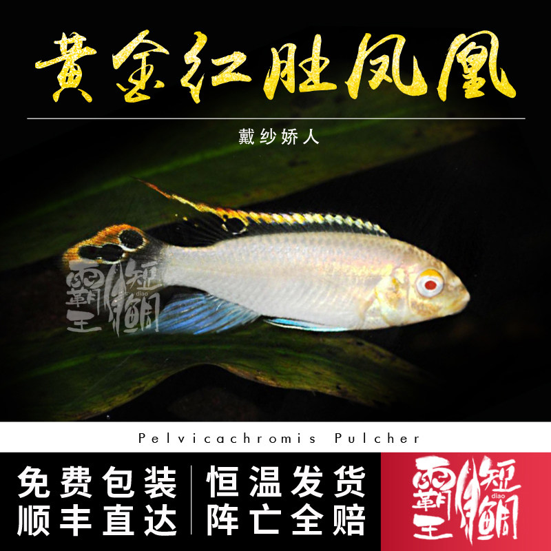 [霸王短鲷]黄金红肚凤凰短鲷 白化红肚凤凰 南美短鲷原生缸观赏鱼