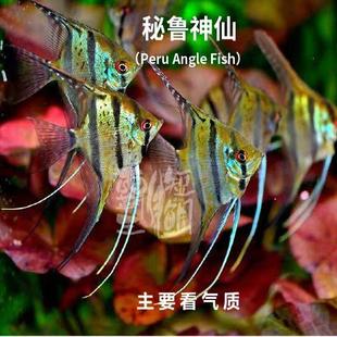 魔门斯卡神仙燕鱼喷点秘鲁红背埃及观赏热带活体保真淡水小型