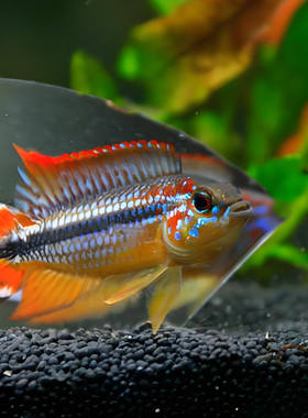 德系阿卡西（A.Tefe redbback）