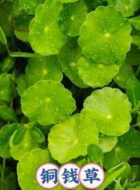 铜钱草种根金钱草种苗植物四季水培土培根茎水养绿植盆栽室内池塘