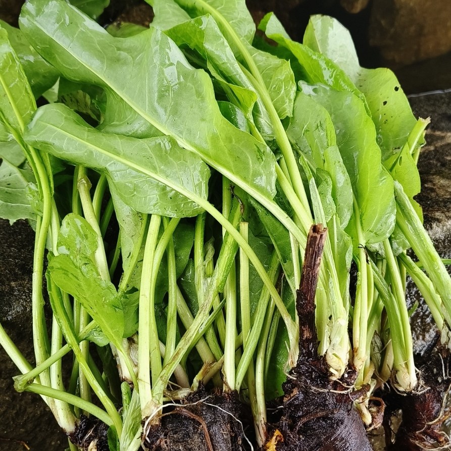 新鲜土大黄羊蹄子根洋铁叶子根牛耳大黄现挖现发