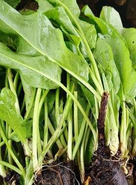 新鲜土大黄羊蹄子根洋铁叶子根牛耳大黄现挖现发