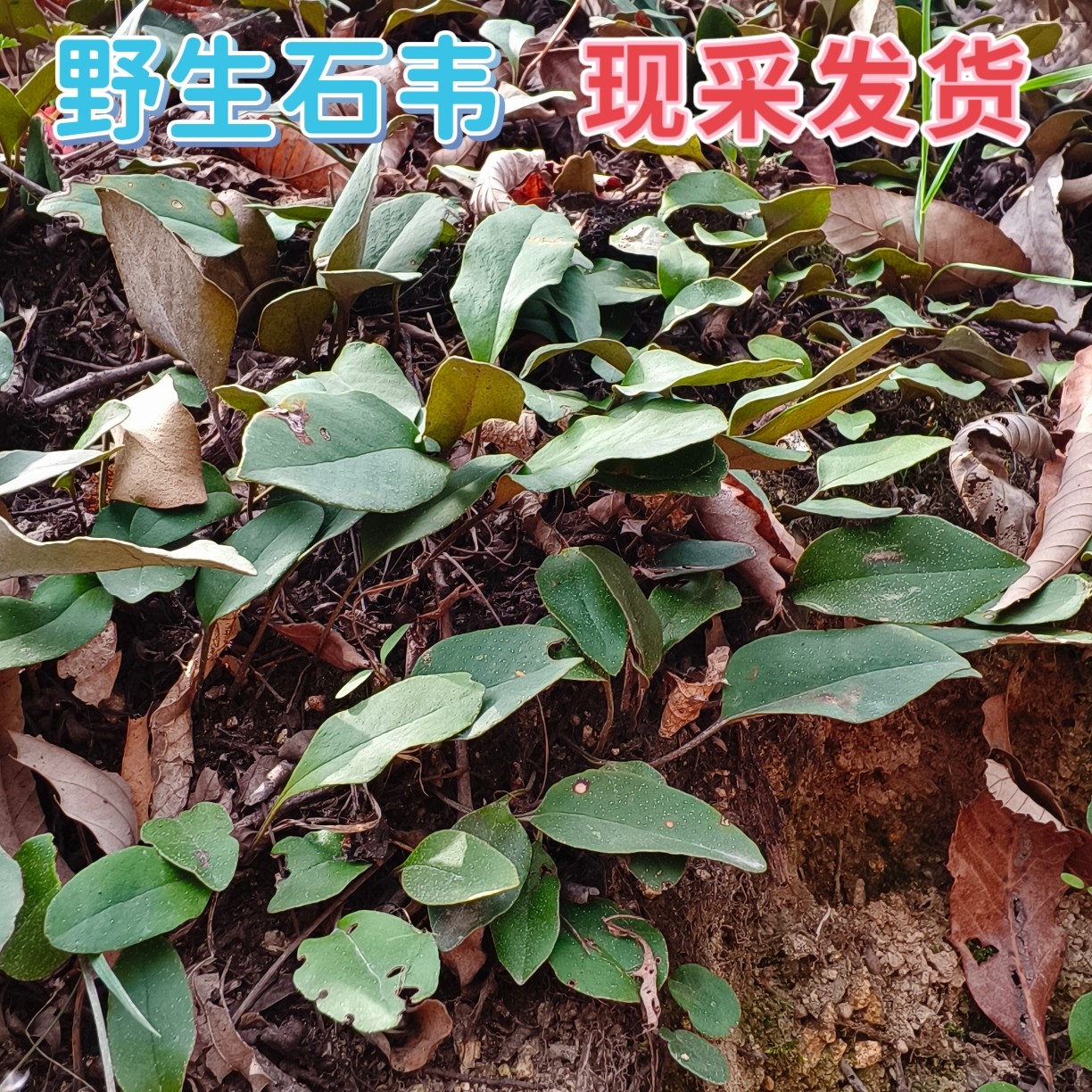 石韦新鲜石韦苗石苇苗石苇叶石韦叶石苇叶石韦苗石苇苗石苇叶石韦