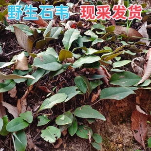 石韦新鲜石韦苗石苇苗石苇叶石韦叶石苇叶石韦苗石苇苗石苇叶石韦