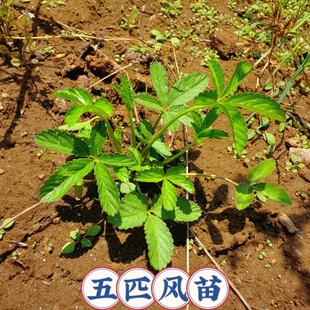 五叶莓苗五皮风草药苗五爪藤苗地五爪委陵菜紫背草五披风中草药苗