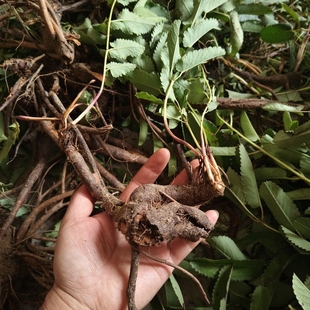 地榆苗 多年生药食同源植物苗 现挖地榆苗 鲜地榆 纯地榆