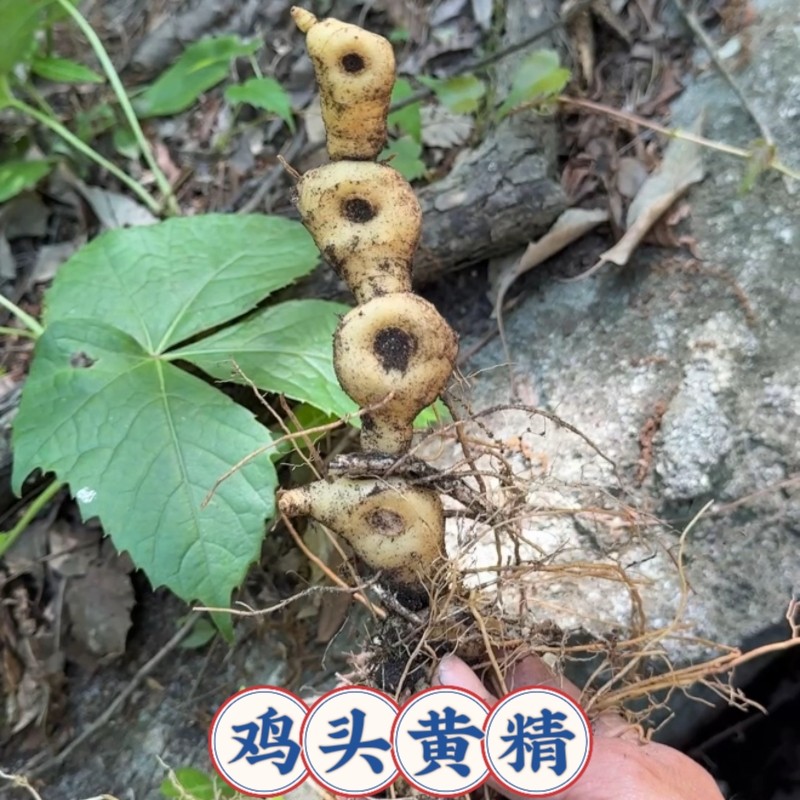 野生鸡头黄精种苗湖北新鲜鸡头黄精种植苗老虎姜种根滋补中药材苗图片