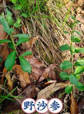 湖北野沙参新鲜现挖中药材苗泡参鸡腿参泡沙参中草药苗多年生草本
