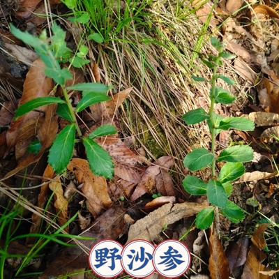 湖北野沙参新鲜现挖中药材苗泡参鸡腿参泡沙参中草药苗多年生草本