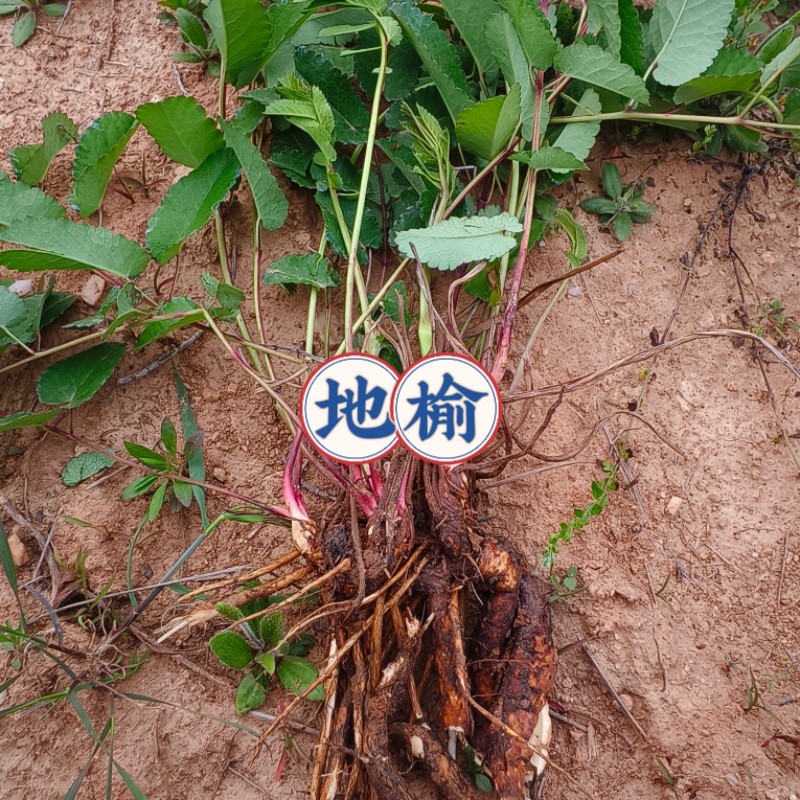 新鲜地榆苗 多年生植物苗 现挖地榆苗棵保湿发货易成活鲜地榆