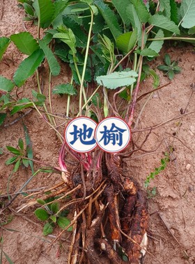 新鲜地榆苗 多年生植物苗 现挖地榆苗棵保湿发货易成活鲜地榆