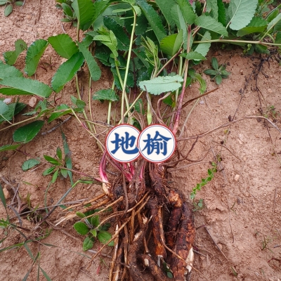 新鲜地榆苗 多年生植物苗 现挖地榆苗棵保湿发货易成活鲜地榆