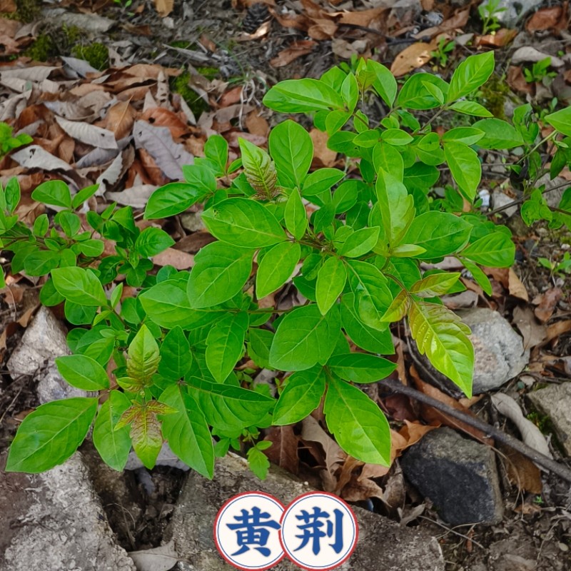 黄荆苗荆条小桩可做盆景庭院做绿豆腐草木灰原料荆条蜜黄荆盆景