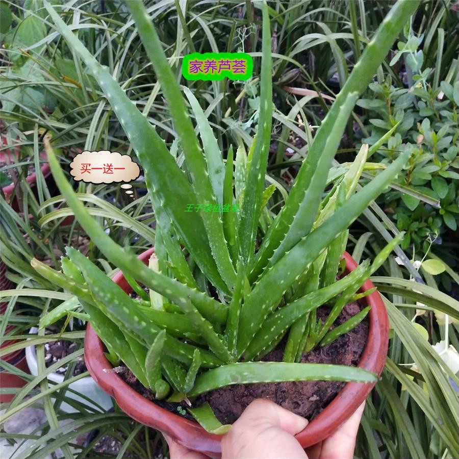 库拉索芦荟自家植物可盆栽苗吸甲醛室内美容食用绿植芦荟汁多叶