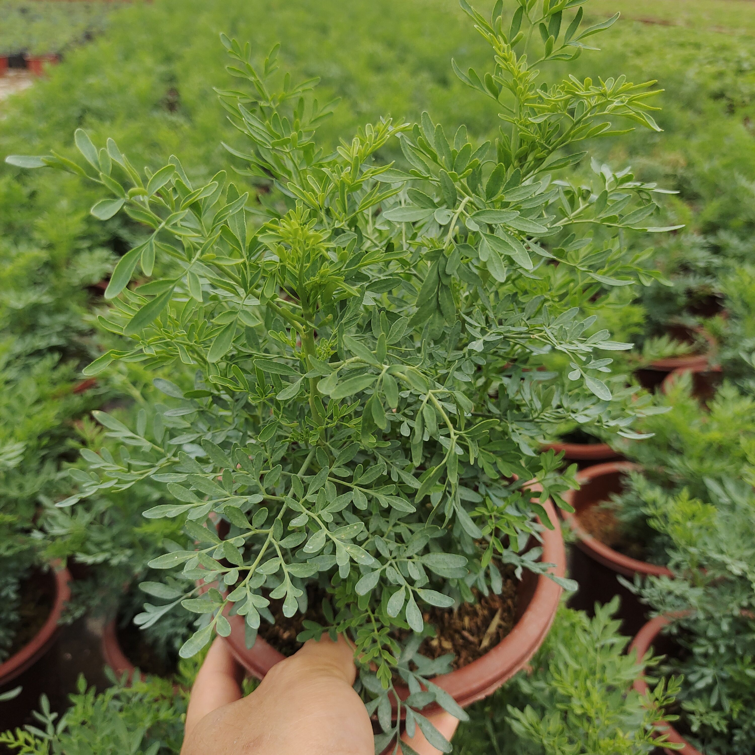 臭草盆栽可食用芸香草绿豆糖水臭艾香草驱蚊草中草药煲汤阳台室外