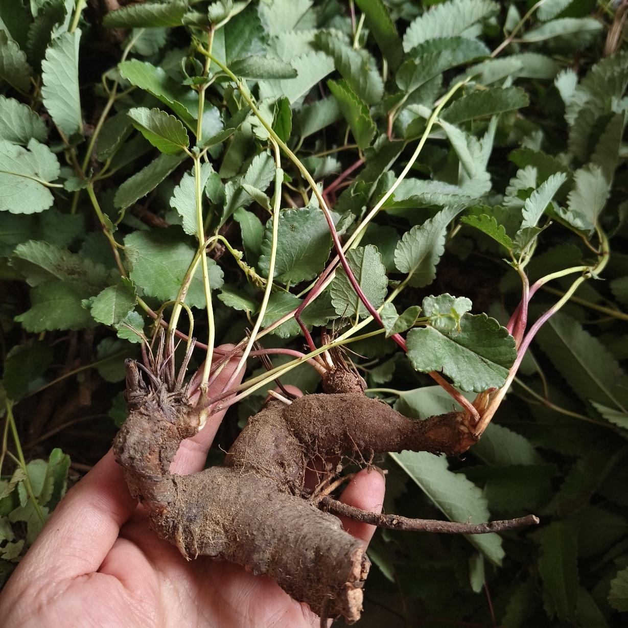 新鲜地榆苗 多年生植物苗 现挖地榆苗棵保湿发货易成活鲜地榆