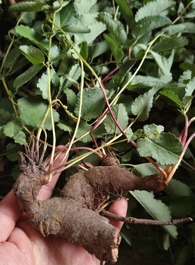 新鲜地榆苗 多年生植物苗 现挖地榆苗棵保湿发货易成活鲜地榆