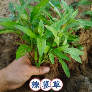 新鲜辣蓼草苗可种植辣柳苗根系发达易活香料正宗辣柳菜香辣柳苗