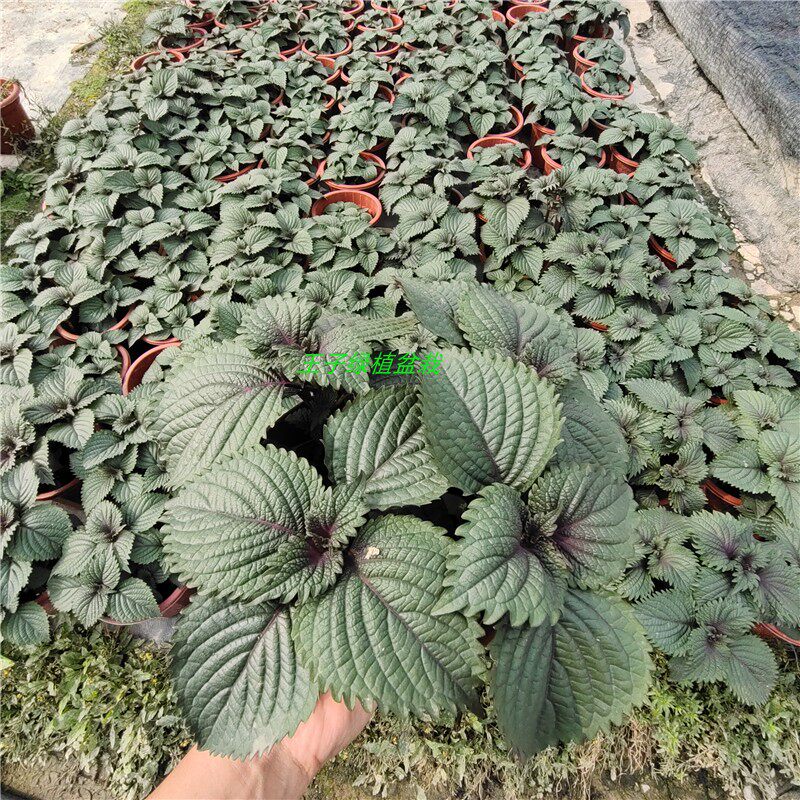 紫苏盆栽鲜活叶香草料可食用野生苏子叶清香绿植配菜去腥烤肉叶子