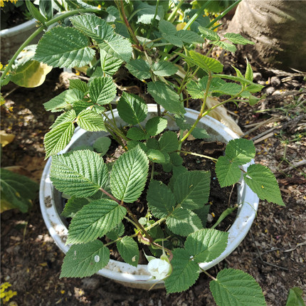 覆盆子苗盆栽树莓苗好养空心泡大果红树莓苗盆栽地栽野草莓蓬蘽苗