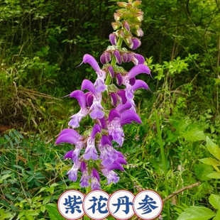 丹参苗盆栽 丹参种苗  现挖山里天然丹参苗 深山丹参苗 鲜丹参苗