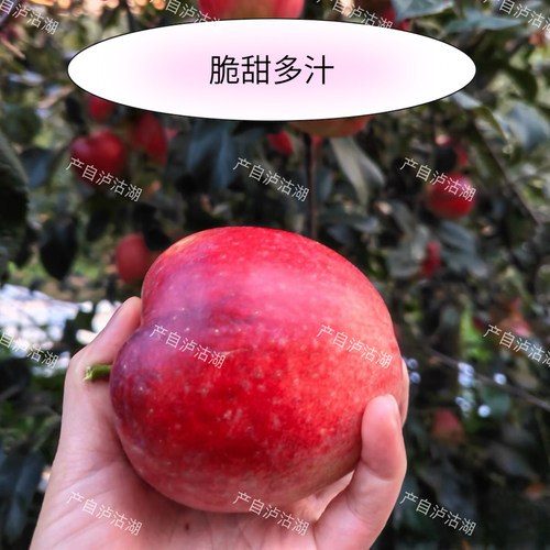 大凉山泸沽湖华硕早熟苹果 露天自然成熟 鲜果孕妇小孩可吃现摘