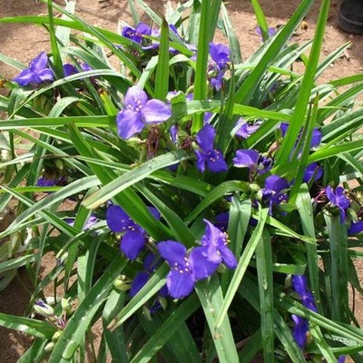 多年生宿根花卉 蓝花紫露草 耐寒 又叫四季兰 天天开花 庭院种植