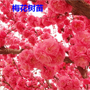 嫁接梅花树苗冬季素心腊梅原生苗骨里红梅浓香型庭院盆栽花卉苗木