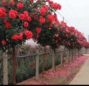 树状月季花苗 庭院盆栽地栽 当年开花