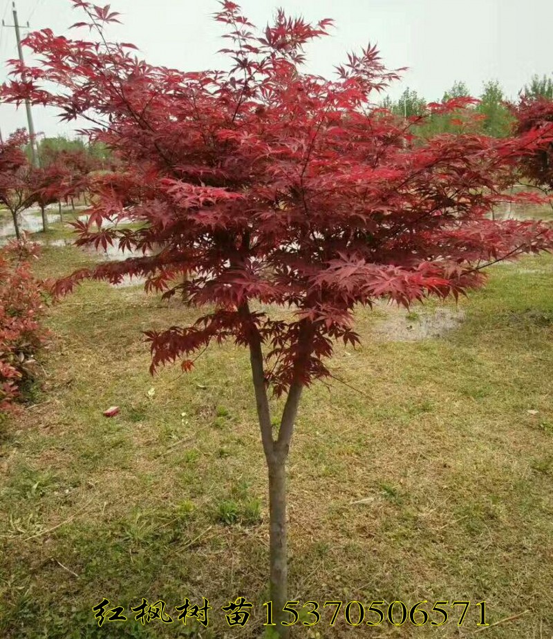 红枫树苗日本嫁接籽播红枫庭院工程绿化苗木自家苗圃繁殖