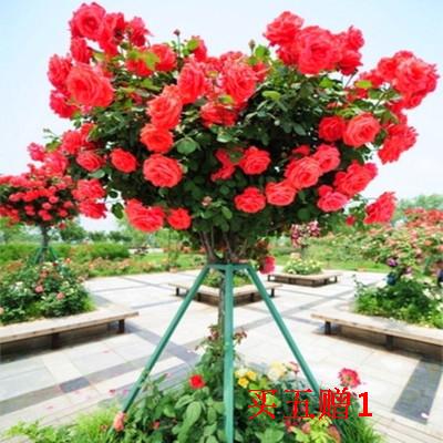 树状月季花树形玫瑰 月季树花苗桌面绿植
