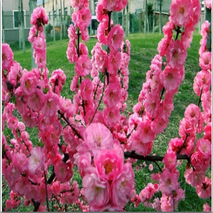 当年可开花 精品【榆叶梅】树苗 枝短花密  庭院绿植 现货