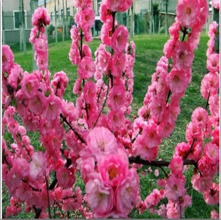 当年可开花 精品【榆叶梅】树苗 枝短花密 庭院绿植 现货