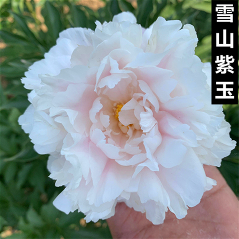芍药花苗当年开花芍药苗芍药花苗雪山紫玉精品芍药种根芍药根苗