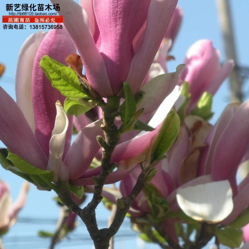 玉兰树苗黄玉兰白玉兰紫玉兰二乔玉兰红玉兰迎春花玉堂春绿化树苗