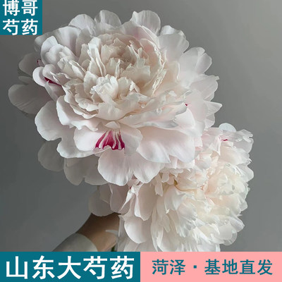 【现货】杨妃出浴10支  博哥重瓣鲜切花菏泽基地直发