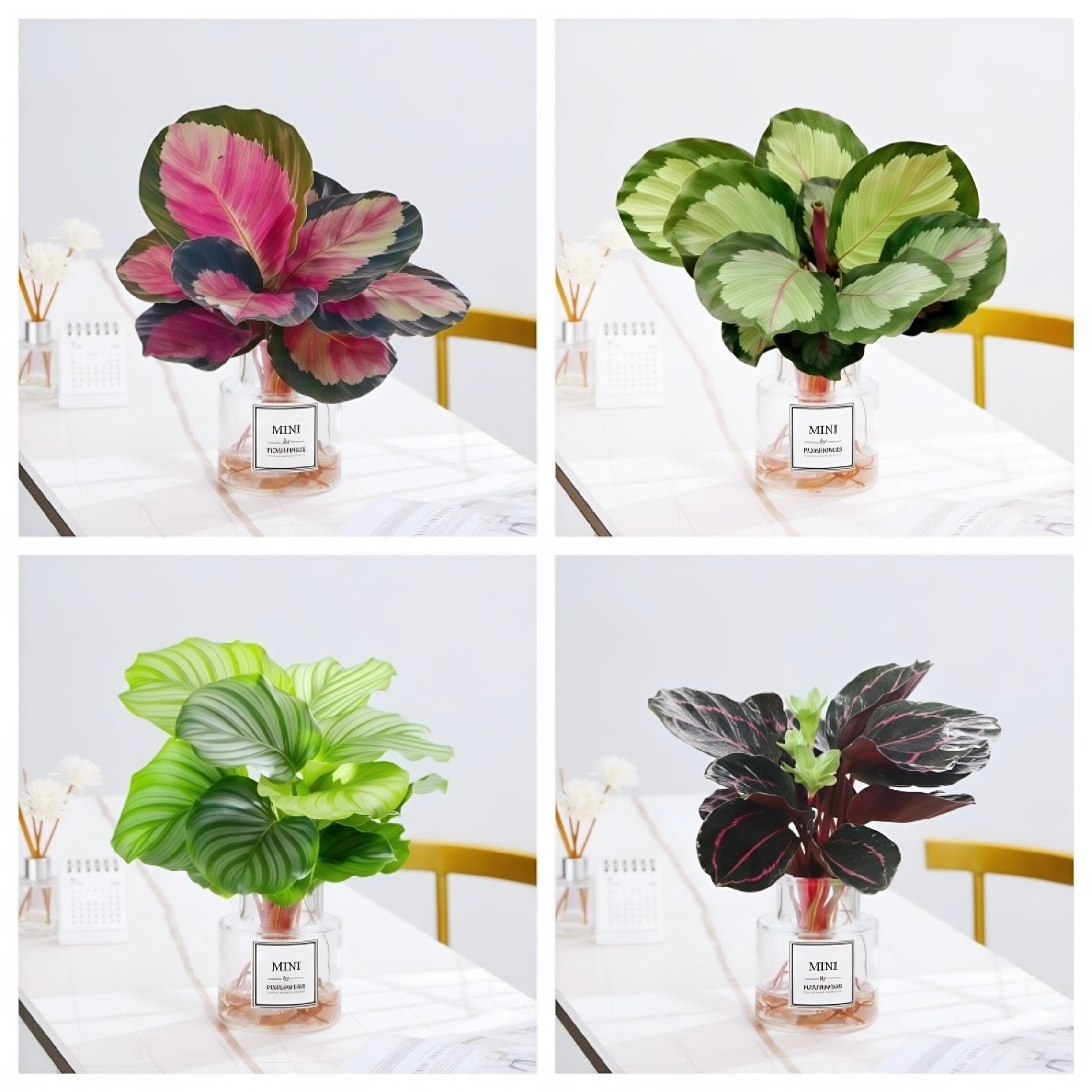 水培植物室内好养青苹果竹芋彩叶海芋绿植盆栽耐阴客厅玫瑰红花卉